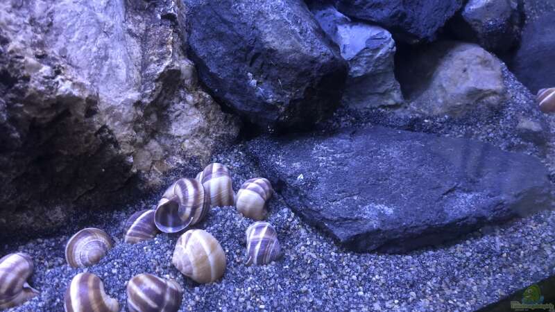 Aquarium Hauptansicht von Becken 24 von der Steirer (4)