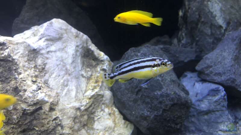 Aquarium Hauptansicht von Becken 24 von der Steirer (9)