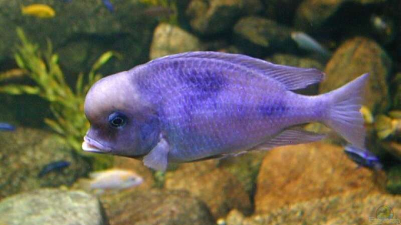 Einrichtungsbeispiele mit Cyrtocara moori (Blauer Delphin, Malawi Buckelkopf)