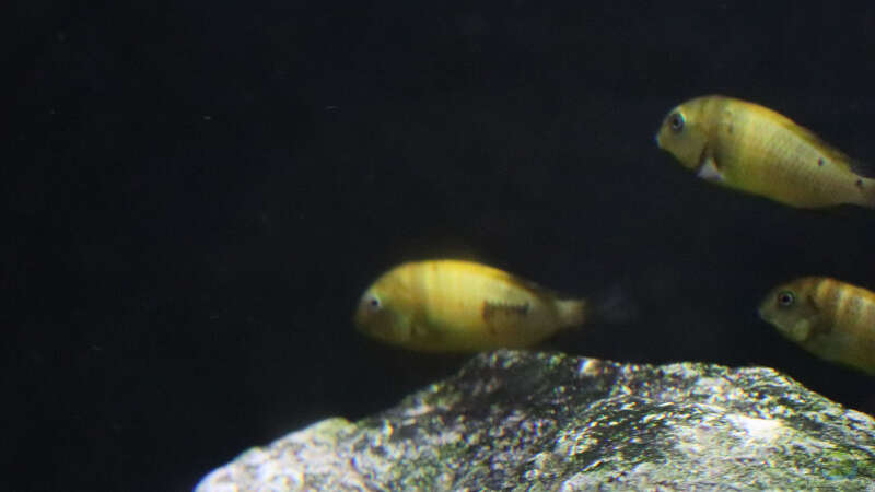 Tropheus kiriza yellow von Tom (5)