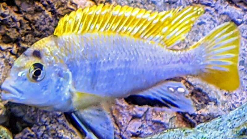 Besatz im Aquarium Mbuna von Thomas Thesing (11)