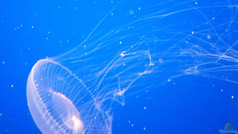 Besuch des Monterey Bay Aquariums in Kalifornien