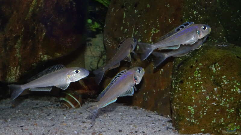 Besatz im Aquarium Die hängenden Felsen von Mpulungu von ravaka (164)