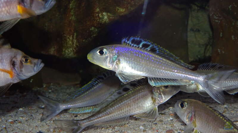 Besatz im Aquarium Die hängenden Felsen von Mpulungu von ravaka (166)