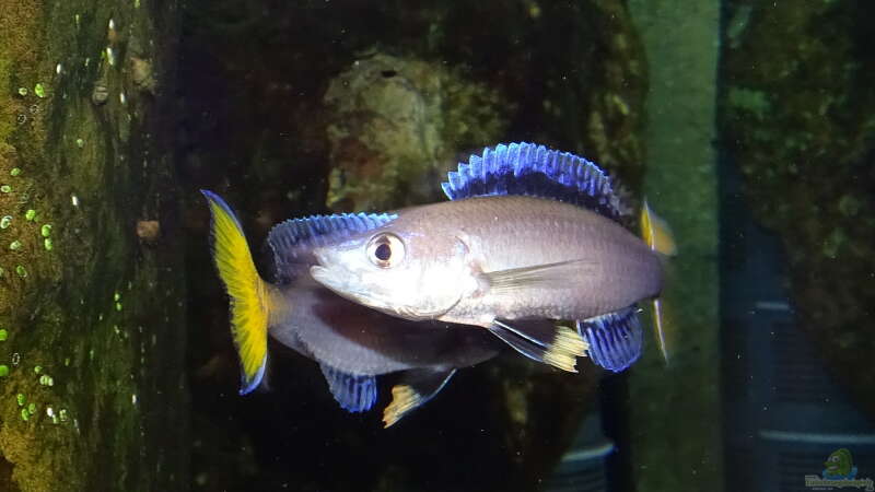 Besatz im Aquarium Die hängenden Felsen von Mpulungu von ravaka (172)