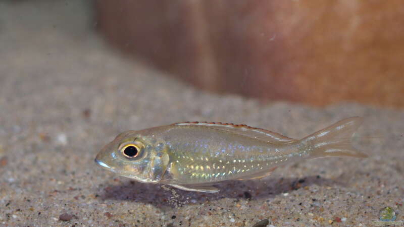 Aquarien mit Callochromis pleurospilus (Einrichtungsbeispiele für Glanzmaulbrüter)