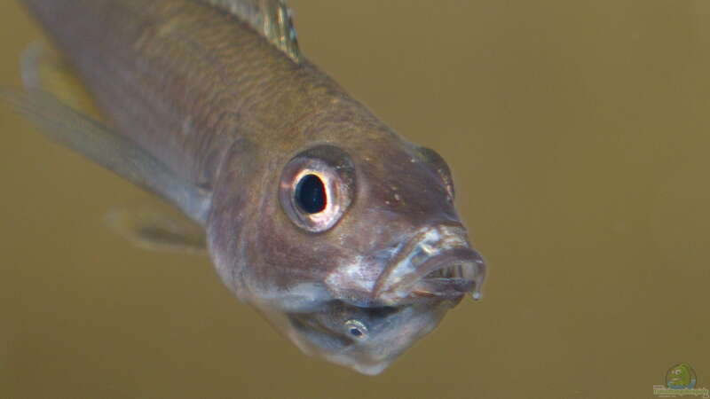 Beispiele für Aquarien mit Heringscichliden (Cyprichromis)