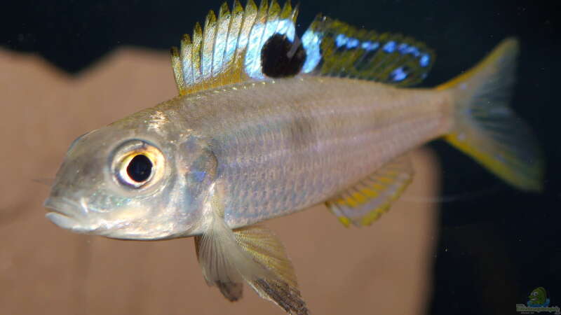 Ectodus descampsi im Aquarium halten (Einrichtungsbeispiele für Ectodus descampsi)