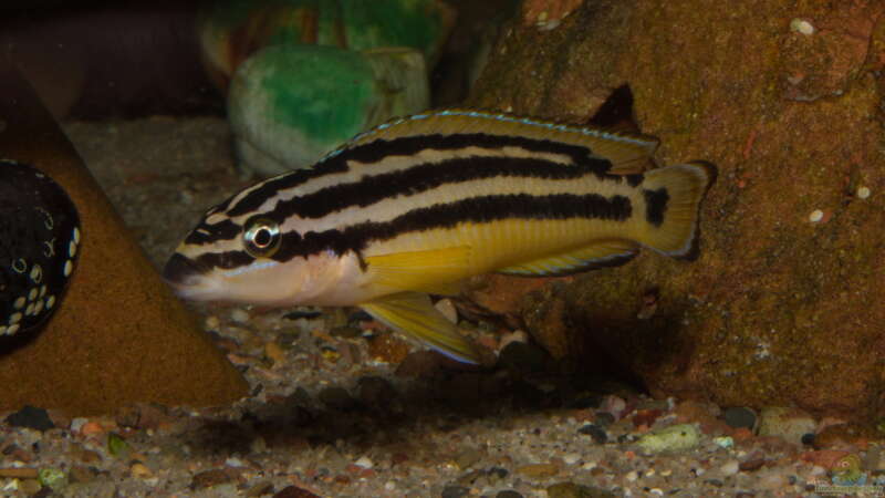 Julidochromis ornatus im Aquarium (Einrichtungsbeispiele mit Gelber Schlankcichlide)