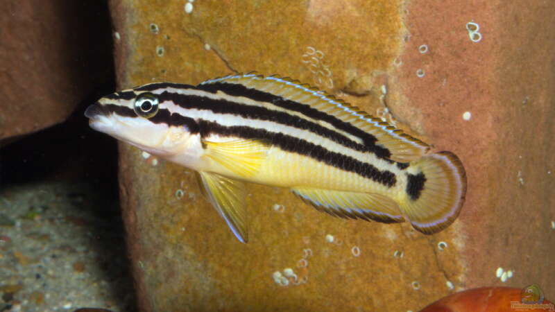 Julidochromis ornatus im Aquarium (Einrichtungsbeispiele mit Gelber Schlankcichlide)