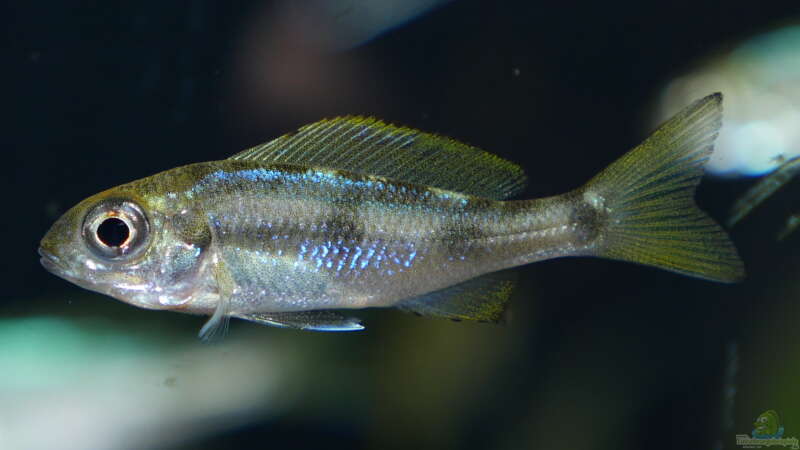 Aquarien mit Ophthalmotilapia ventralis (Blauer Fadenmaulbrüter)