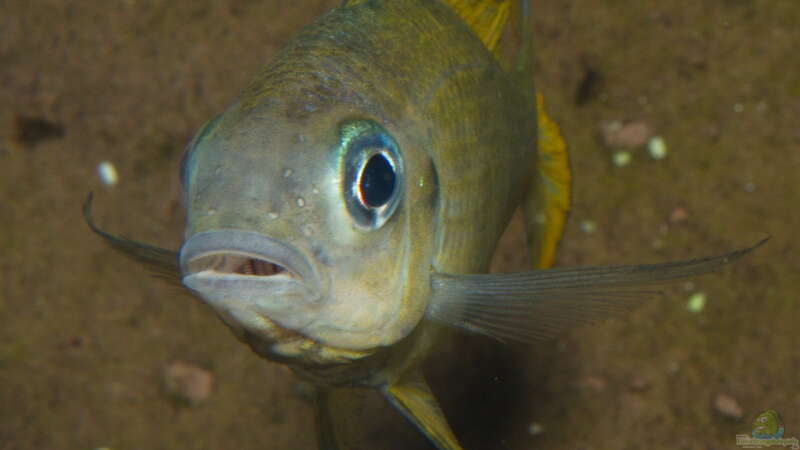 Beispiele für Aquarien mit Ophthalmotilapia-Arten