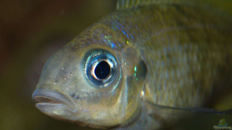 Ophthalmotilapia ventralis ´Mikongola´ von ravaka (123)