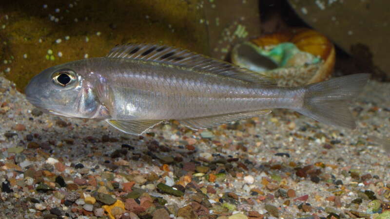 Einrichtungsbeispiele für Aquarien mit Xenotilapia-Arten