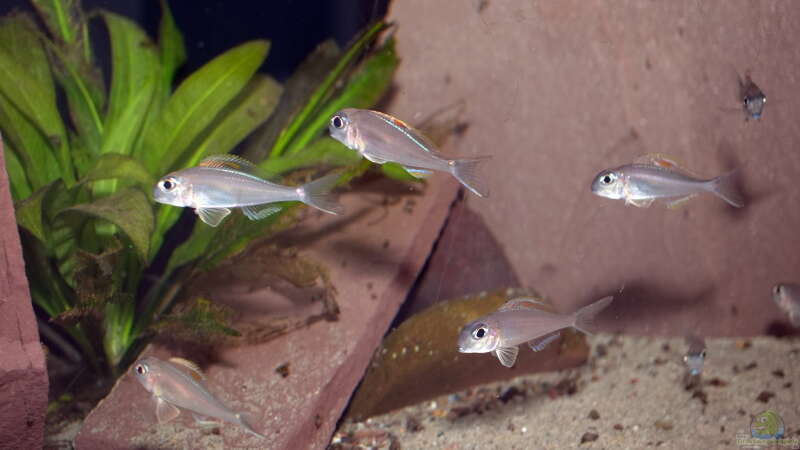 Xenotilapia nigrolabiata ´red princess´  von ravaka (65)