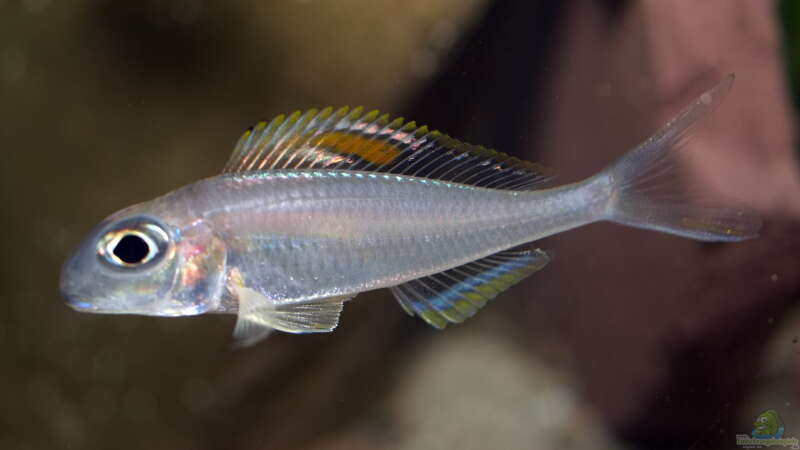 Xenotilapia nigrolabiata ´red princess´  von ravaka (66)