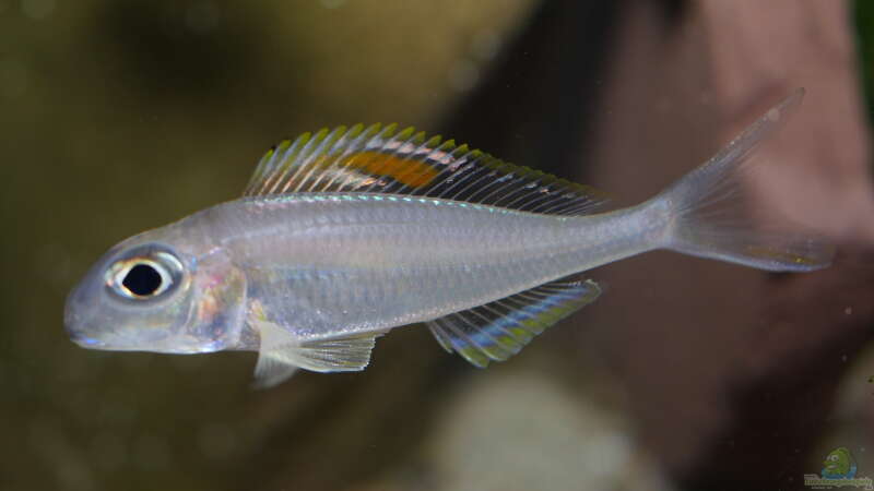 Xenotilapia nigrolabiata ´red princess´  von ravaka (68)