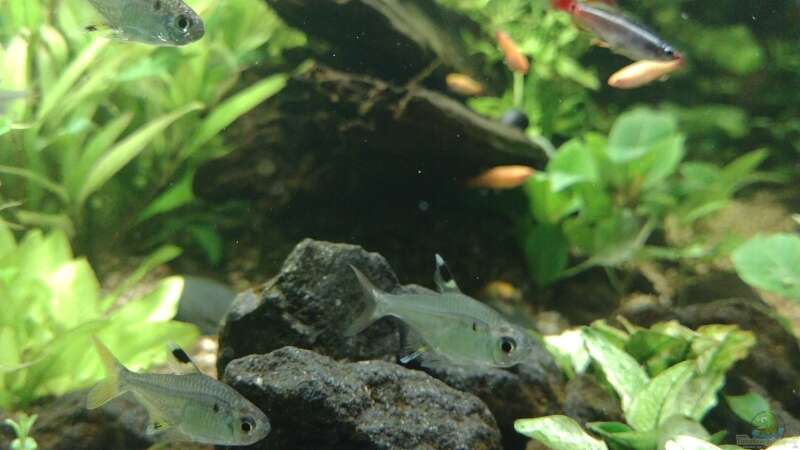 Hyphessobrycon roseus im Aquarium halten (Einrichtungsbeispiele für Gelber Phantomsalmler)