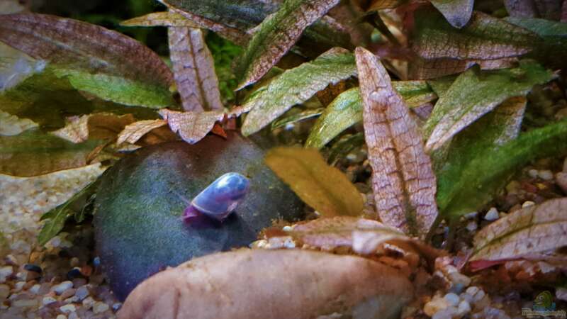 Planorbarius corneus im Aquarium oder Teich halten (Einrichtungsbeispiele für Posthornschnecken)