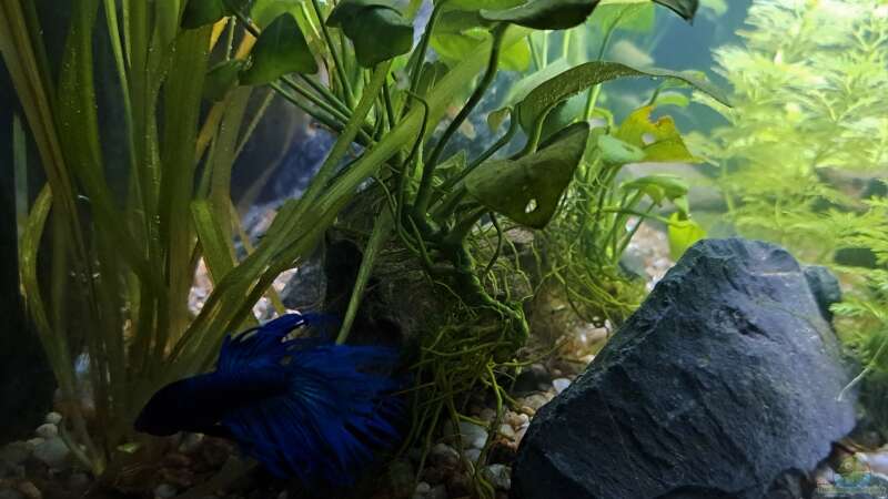 Besatz im Aquarium Betta jungle -aufgelöst- von okefenokee (41)