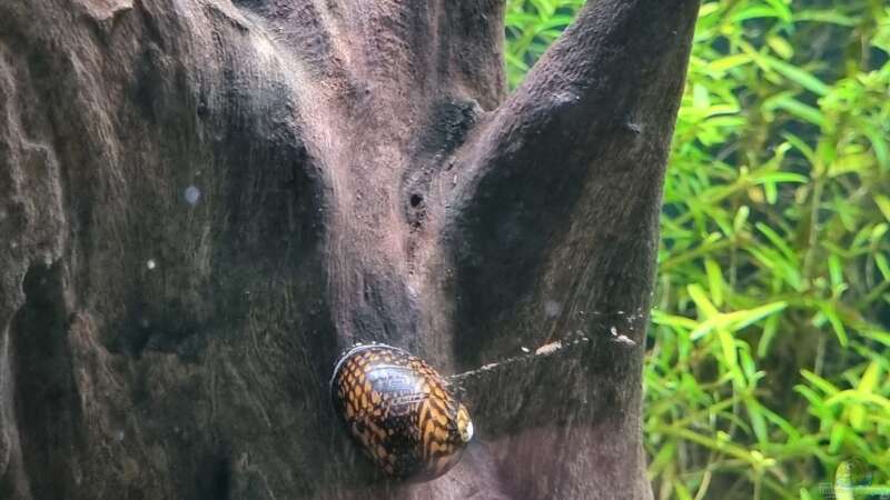 Mosaik-Rennschnecke, Neritina sp. von Peter Peter (87)