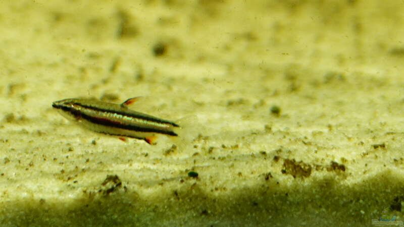 Aquarien mit Nannostomus marginatus (Zwergziersalmler)