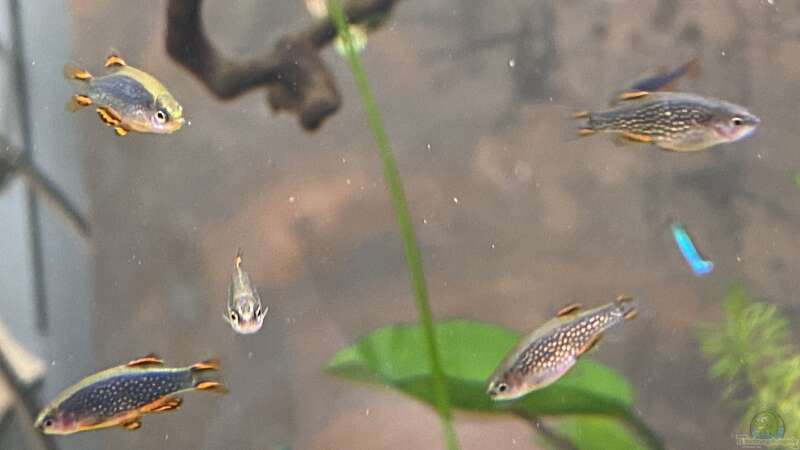 Aquarien mit Perlhuhnbärblingen (Danio margaritatus)