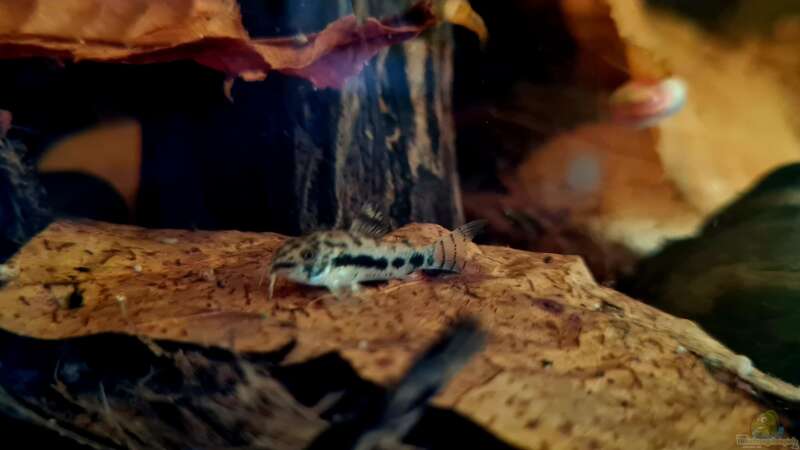 Panzerwelse im Aquarium halten (Einrichtungsbeispiele für Corydoras-Arten)