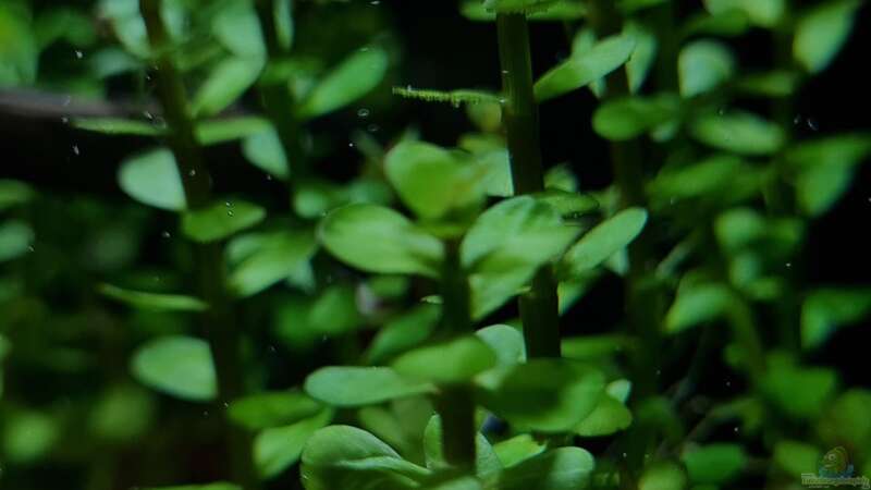 Aquarien mit Rotala indica