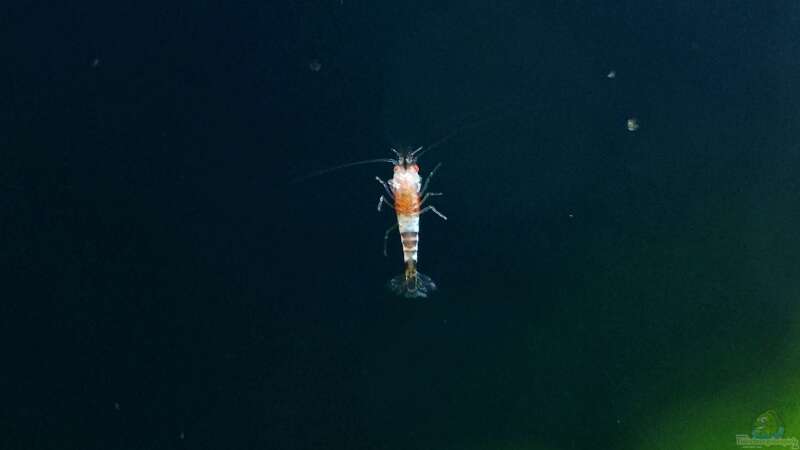 Besatz im Aquarium Simple Caridina von Marc Scheiring (6)