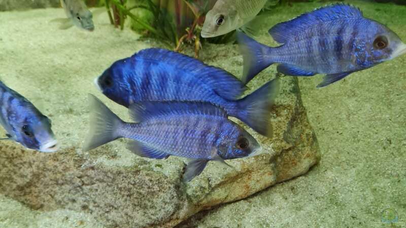 Placidochromis - Infos zur Gattung (Einrichtungsbeispiele für Placidochromis-Arten)