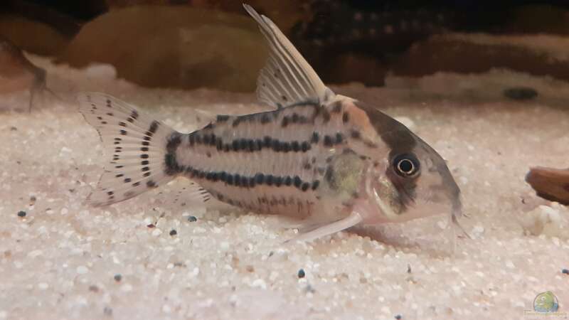 Corydoras ´superschwartzi´, CW 28, ca. 5 cm von Agua viva (49)