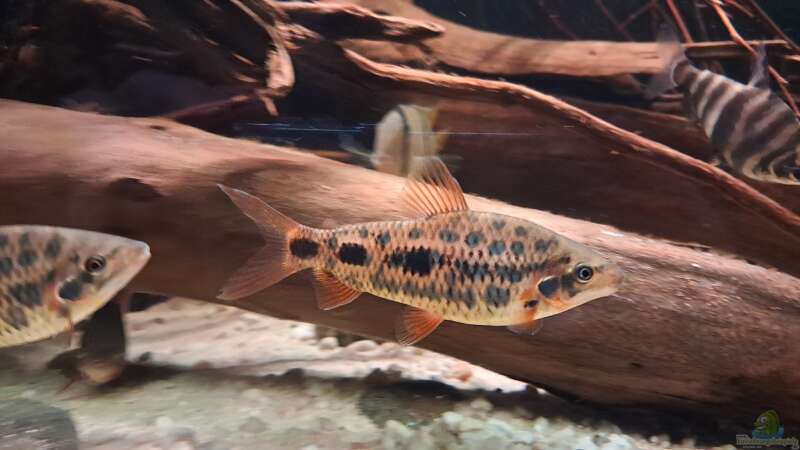 Leporinus sp. Strawberry, ca. 12 cm von Agua viva (19)