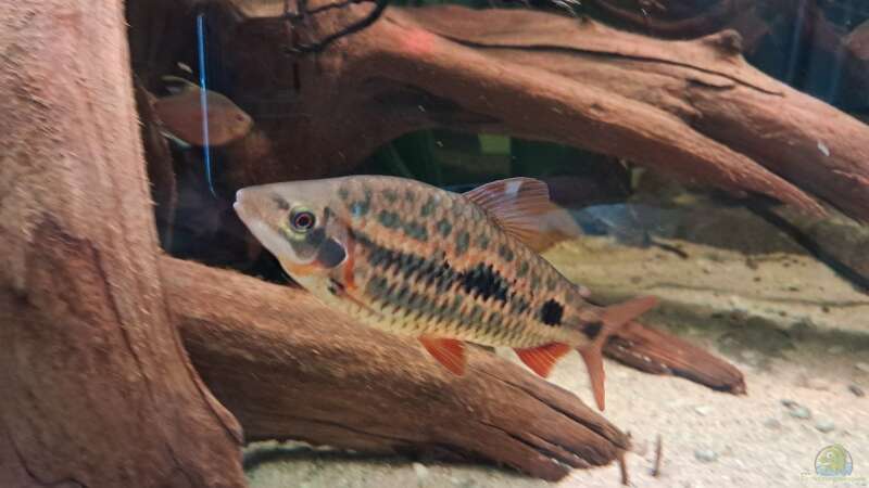 Leporinus sp. Strawberry, ca. 14 cm von Agua viva (20)