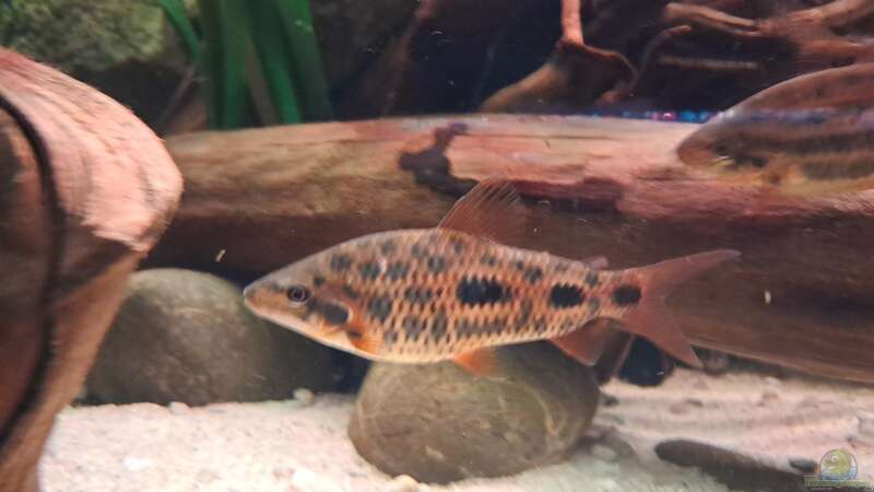 Leporinus sp strawberry im Aquarium halten (Einrichtungsbeispiele für Leporinus sp strawberry)