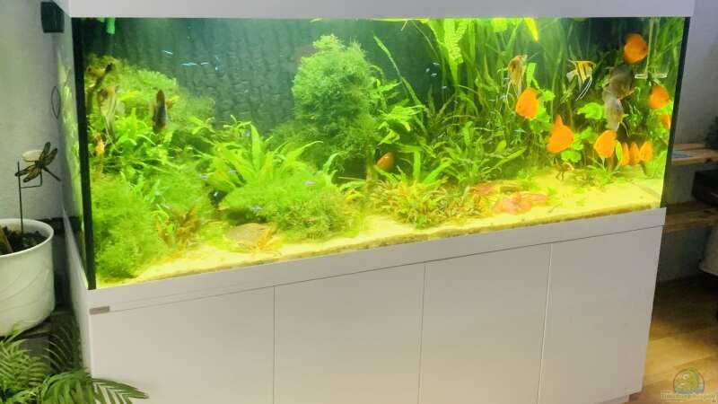 Aquarium 1000L Amazonas von signo (10)