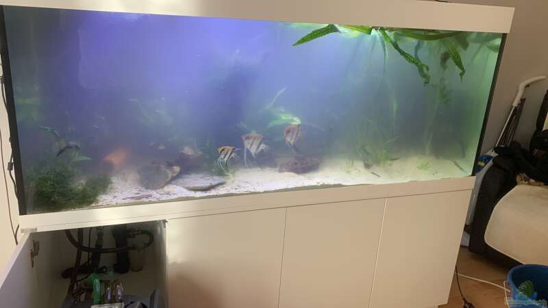 Aquarium 1000L Amazonas von signo (5)