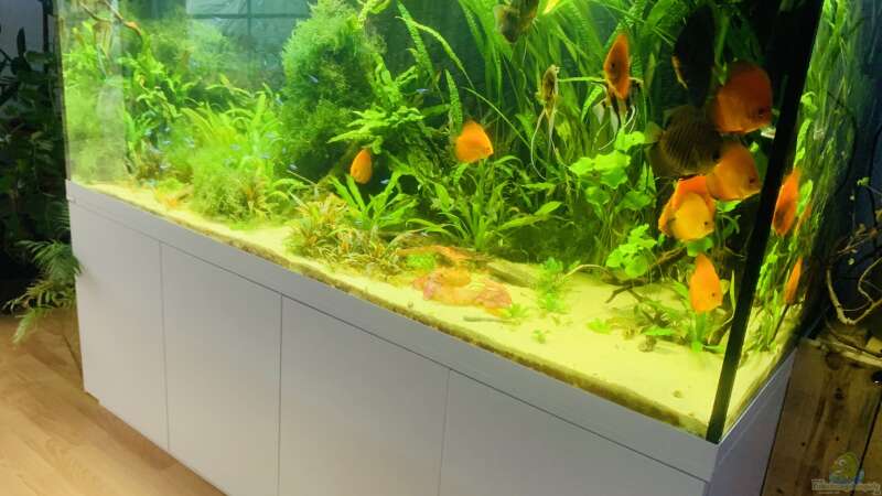 Aquarium 1000L Amazonas von signo (7)