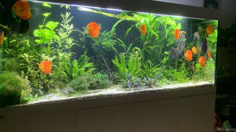 Aquarium 1000L Amazonas von signo (8)