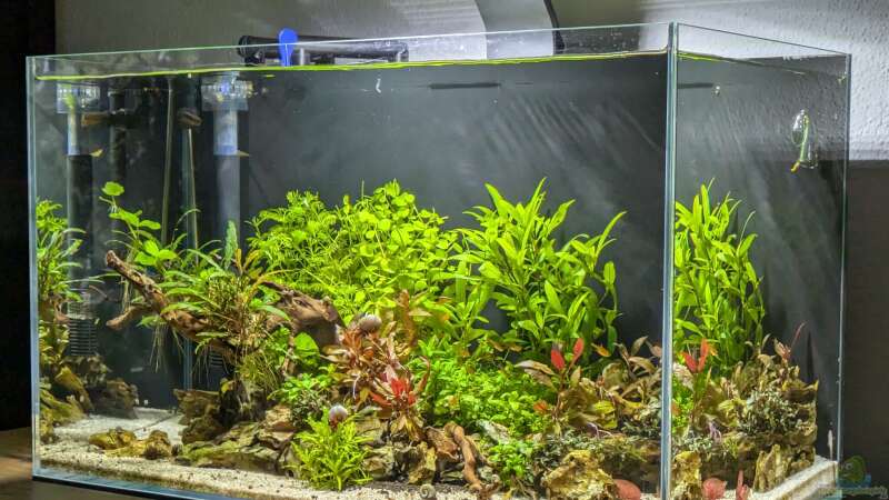 Aquarium Feuerinsel von der Loucy (3)