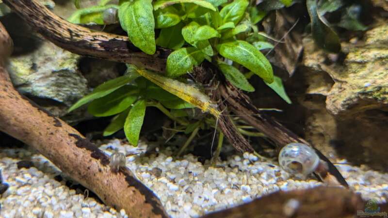 Besatz im Aquarium Feuerinsel von der Loucy (33)