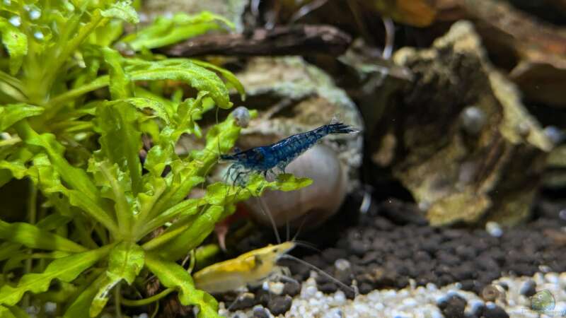 Besatz im Aquarium Feuerinsel von der Loucy (35)