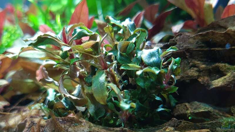 bucephalandra kedagang 2 von der Loucy (5)