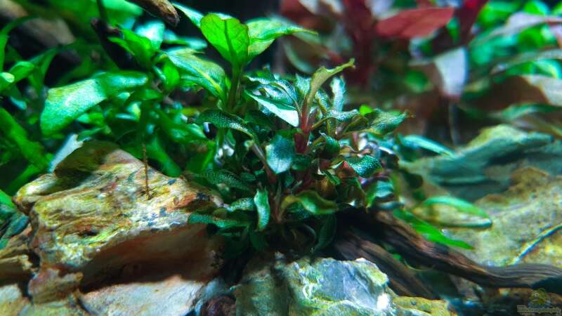 bucephalandra kedagang von der Loucy (4)