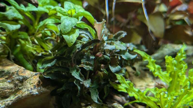 Pflanzen im Aquarium Feuerinsel von der Loucy (10)