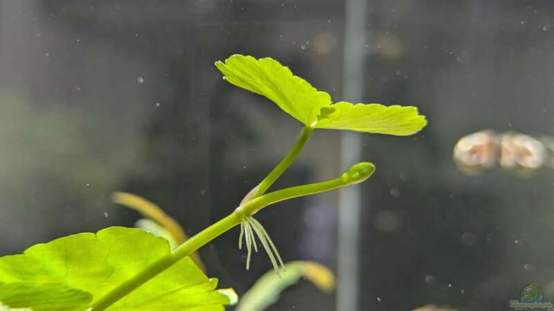 Pflanzen im Aquarium Feuerinsel von der Loucy (13)