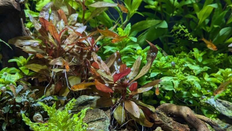 Pflanzen im Aquarium Feuerinsel von der Loucy (14)