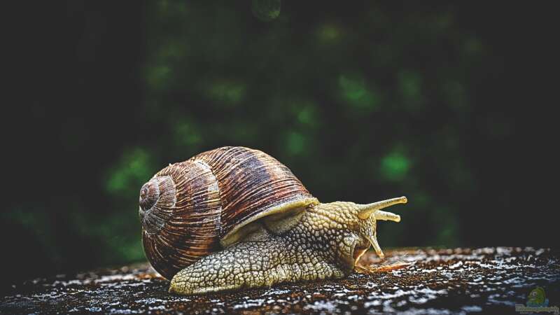 Tiere in der Schule von Cichliden-Kabuff