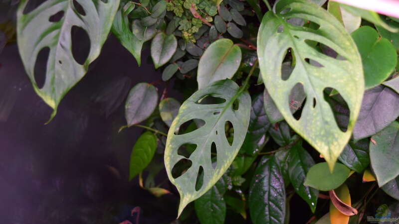 Monstera acuminata von Junglist (21)