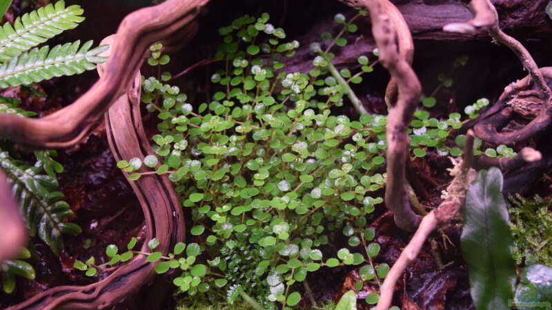 Pilea depressa von Junglist (23)